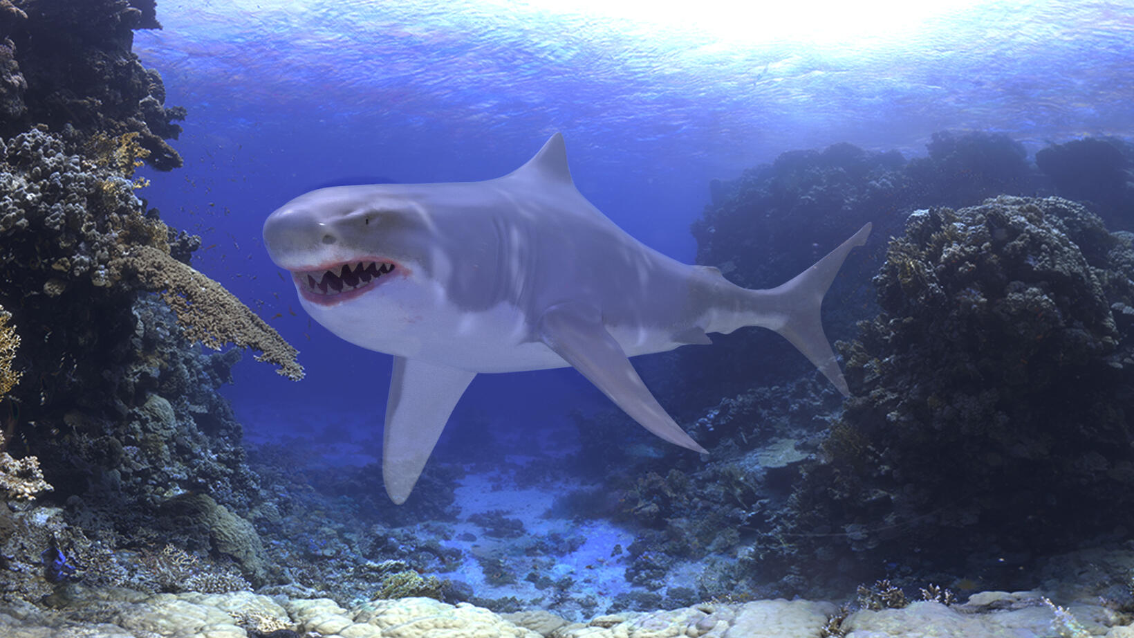 Shark